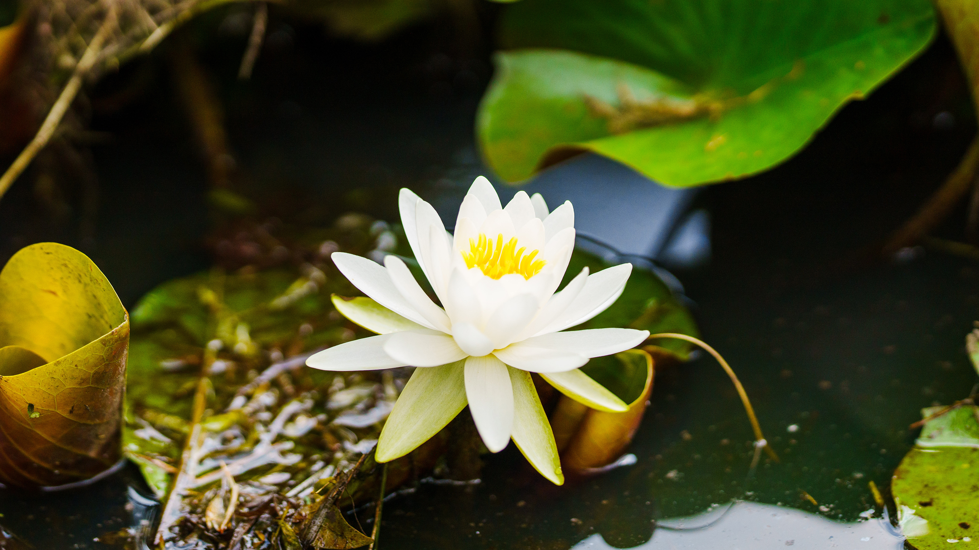 White Water Lily